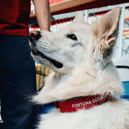 Fortuna Hundehalsband "Logo"