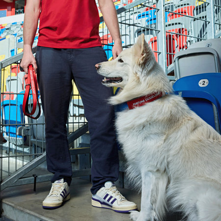 Fortuna Hundehalsband "Logo"