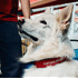 Fortuna Hundehalsband "Logo" (2)